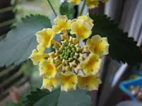 Lantane aus Samen 2.Blüte.webp