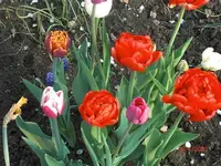 09-04-19_1.webp