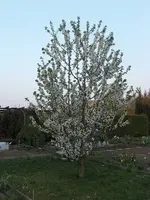 Frühjahr 09a.webp