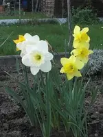 Frühjahr 09.webp