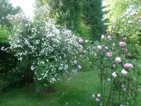 rosen unbenannt.webp