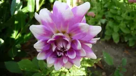 Dahlie.webp