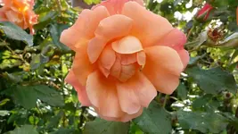 Westerland.webp