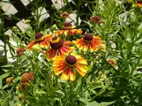 rote Sonnenbraut.webp