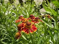 rote Sonnenbraut1.webp