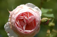 DSC_2603.webp