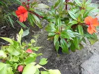Blumen 025.webp