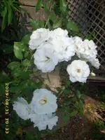 JD500026.webp