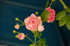 DSC_2611.webp