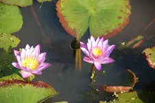 DSC_2664.webp