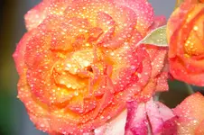 DSC_2714.webp