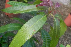 DSC_2726.webp
