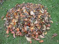 Herbst v.webp
