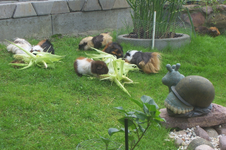 Schweine_12_1.webp