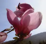 Magnolia v.webp