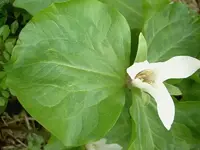 September 2009 Gardenclub 079 v.webp