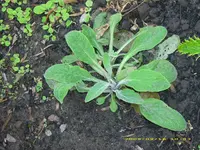 FH Mutterpflanze.webp