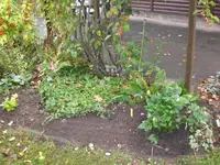 Garten September209 007.webp