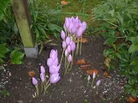 Garten September209 001.webp