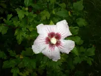 Garten September209 002.webp