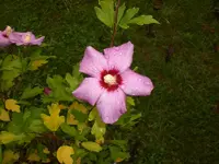 Garten September209 005.webp