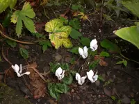 Garten September209 010.webp