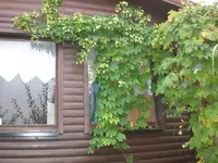 Garten September209 013.webp