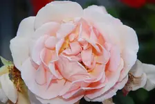 DSC_9457.webp