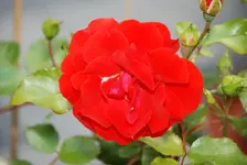 DSC_9458.webp