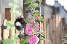 DSC_9466.webp