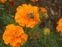 garten 09 009.webp