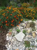 garten 09 013.webp