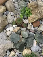 garten 09 015.webp
