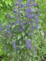 garten 09 030.webp