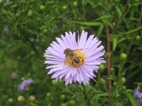 garten 09 028.webp