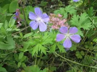 garten 09 020.webp