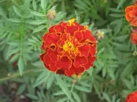 garten 09 038.webp