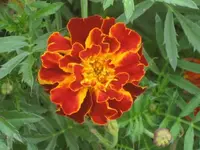 garten 09 040.webp