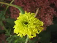 garten 09 042.webp