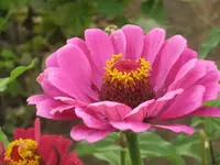 garten 09 046.webp