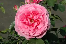 DSC_3445.webp