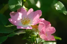 DSC_5442.webp
