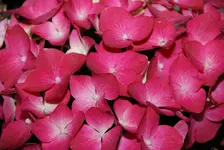 DSC_5448.webp