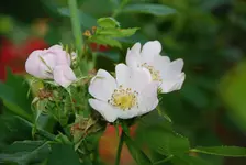DSC_7633.webp