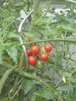 garten 09 004.webp