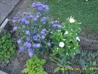 JD500033.webp