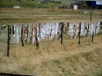 BH s am Weidenzaun.webp
