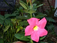 Blumen 030.webp