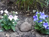 Blumen 031.webp