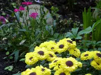 Blumen 032.webp